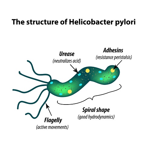 Строении бактерии Helicobacter pylori