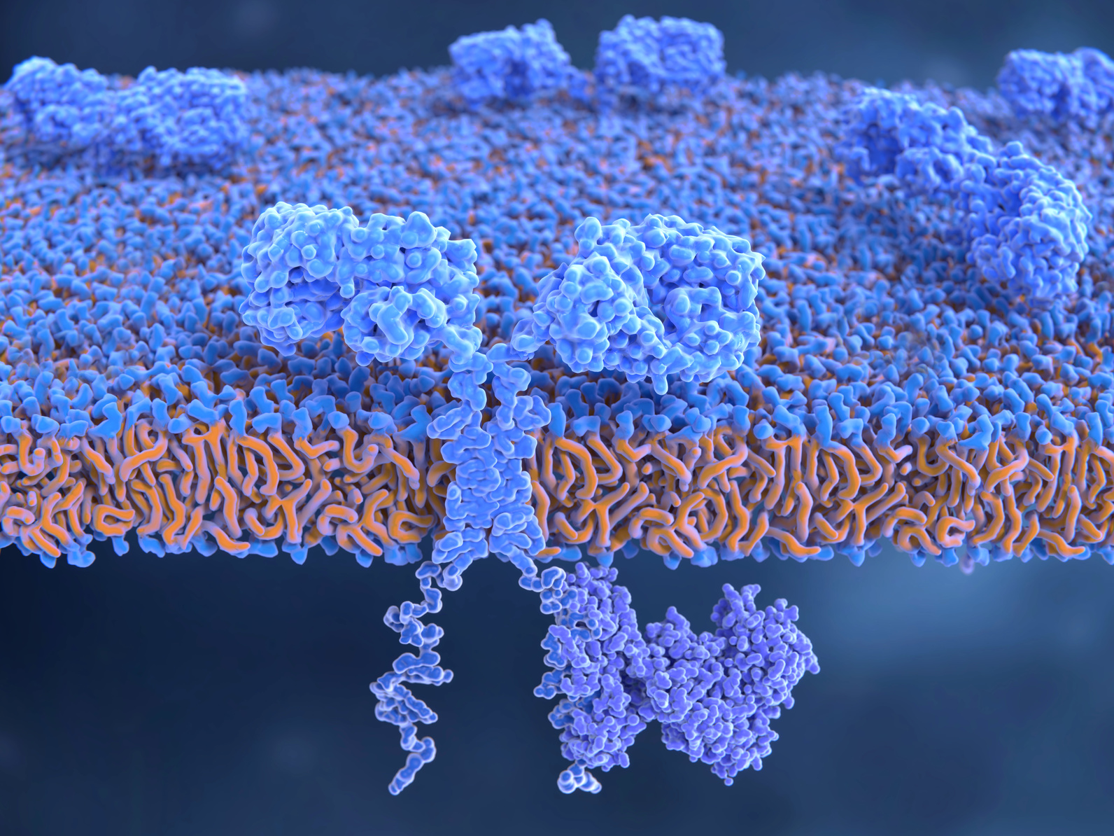 Химерные рецепторы антигена на клеточной мембране Т-клетки