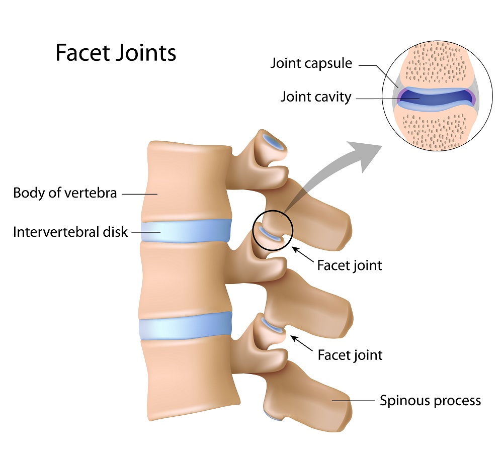 Facet joints