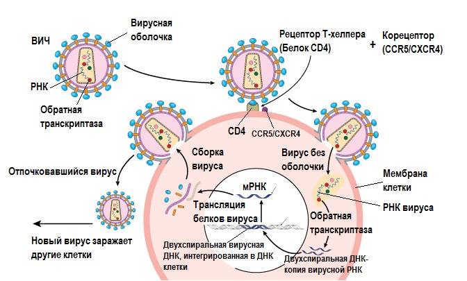 Схематическое изображение процесса заражения ВИЧ