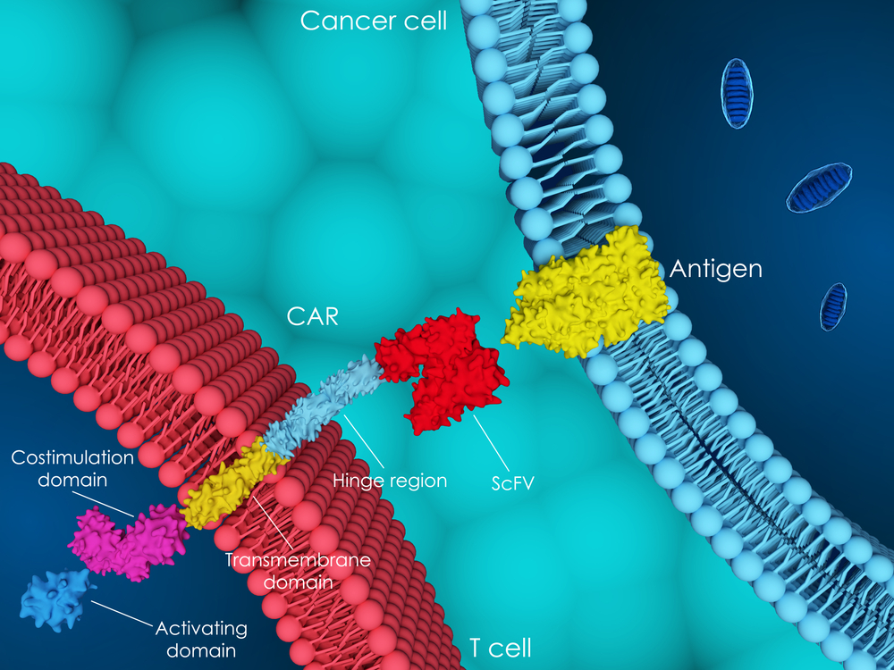 Терапия Т-клетками с химерным рецептором антигена