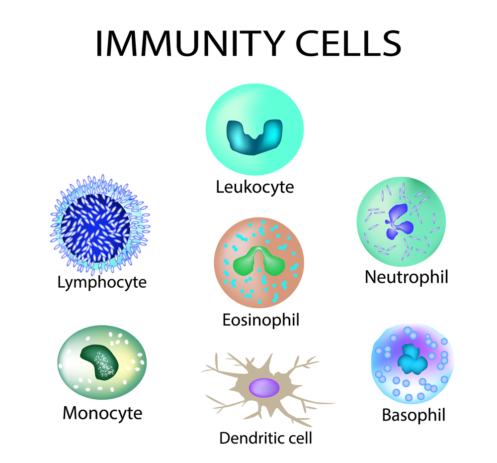 Клетки иммунной системы человека