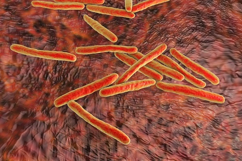 Бактерии, вызывающие туберкулёз